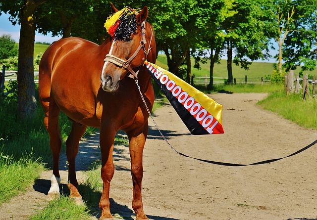 意的观赛体 意的观赛体